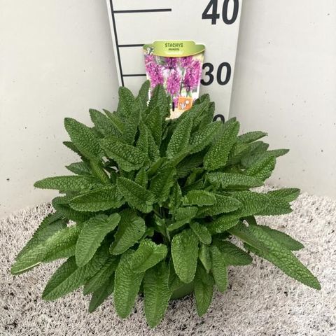 Stachys monieri 'Hummelo'