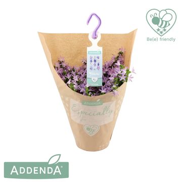 Campanula poscharskyana ADANSA PINK