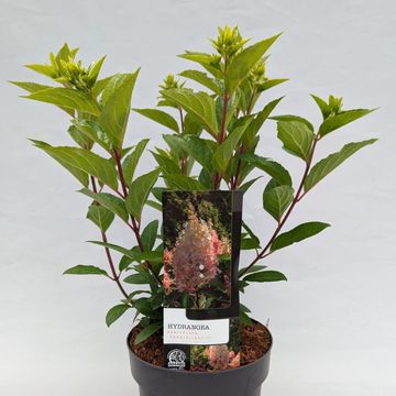 Hydrangea paniculata CANDLELIGHT