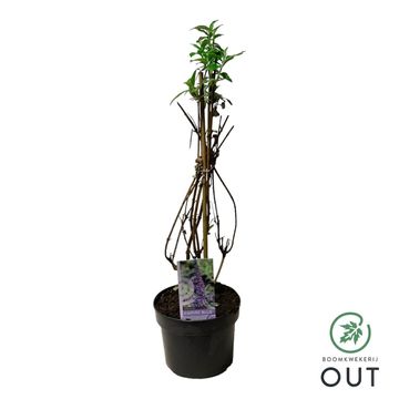 Buddleja davidii 'Empire Blue'