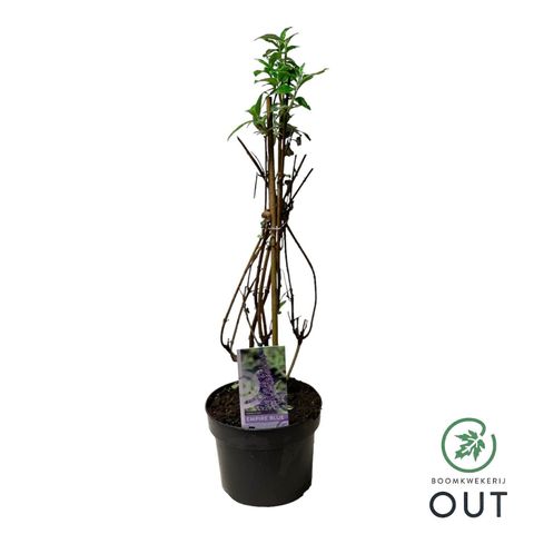 Buddleja davidii 'Empire Blue'