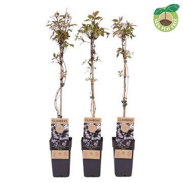 Clematis montana rubens (M)