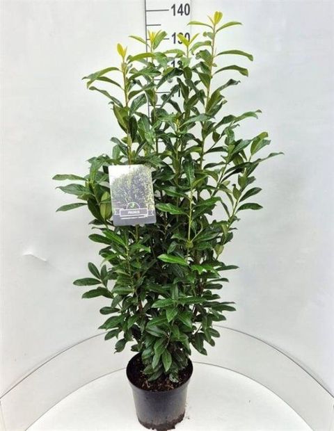 Prunus laurocerasus GENOLIA