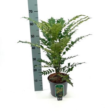 Mahonia x media 'Winter Sun'