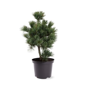 Pinus parviflora 'Negishi'