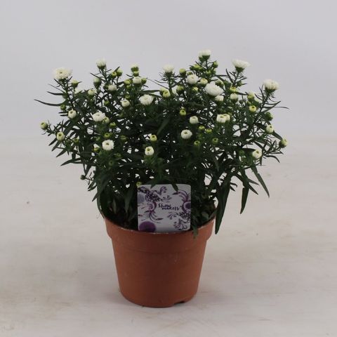 Aster SHOWMAKERS SNOW WHITE