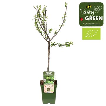 Prunus domestica 'Reine Claude Verte'