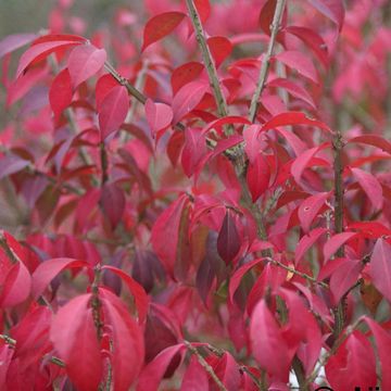 Euonymus alatus 'Compactus'