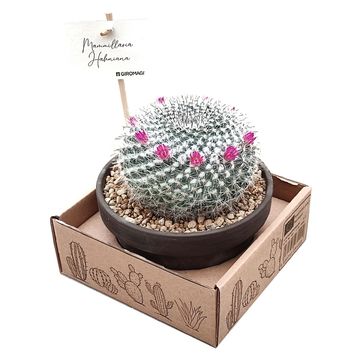 Mammillaria hahniana