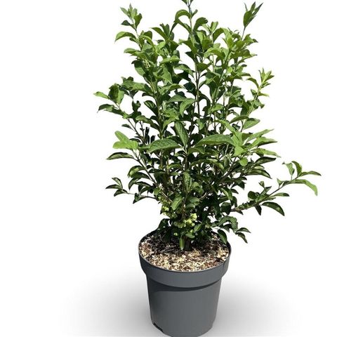 Euonymus phellomanus