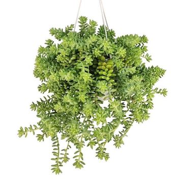 Sedum burrito