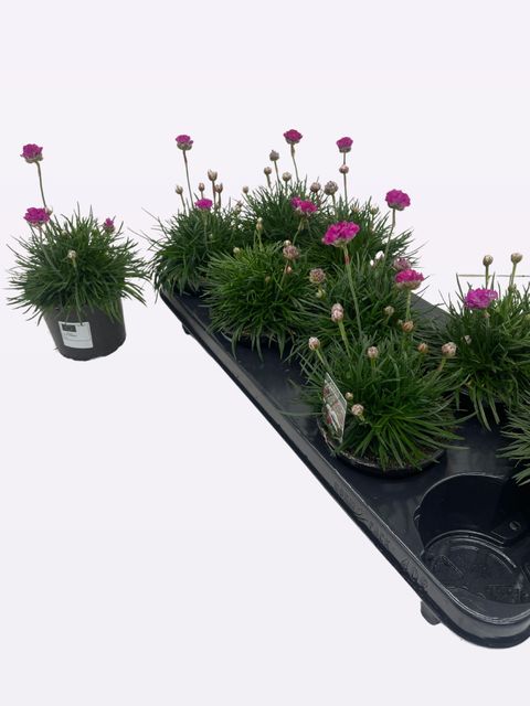 Armeria maritima 'Armada Rose'