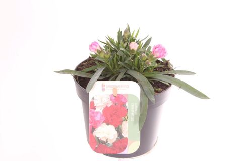 Dianthus SPRINT PINK