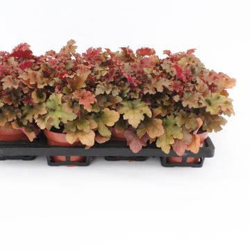 Heuchera CREME BRULEE