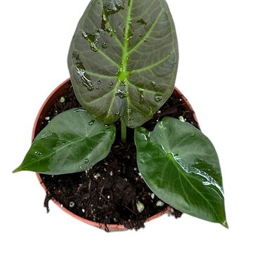 Alocasia 'Regal Shields'