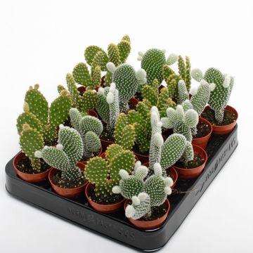 Opuntia MIX