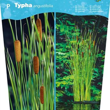 Typha angustifolia
