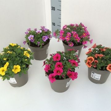 Calibrachoa CONGA MIX