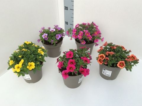 Calibrachoa CONGA MIX