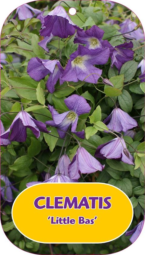 Clematis 'Little Bas' (Vt)