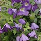 Clematis 'Little Bas' (Vt)