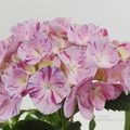 Hydrangea macrophylla HOVARIA SWEET FANTASY VIOLET