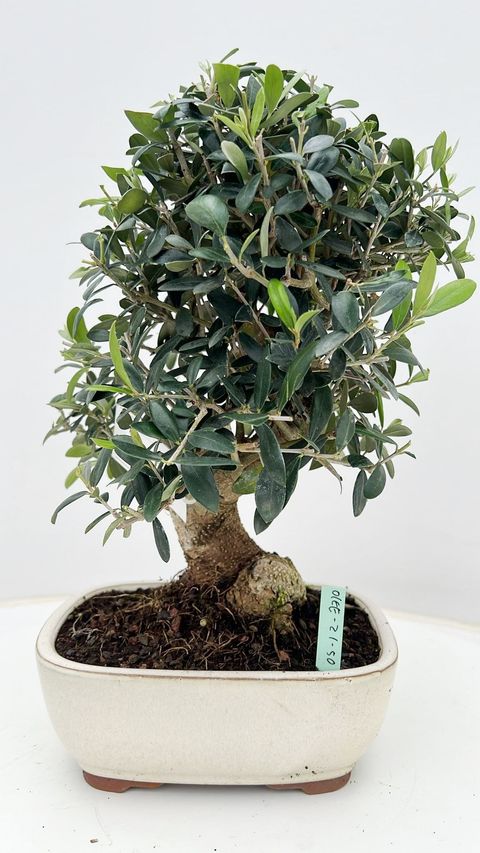 Olea europaea