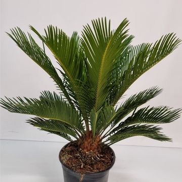 Cycas revoluta