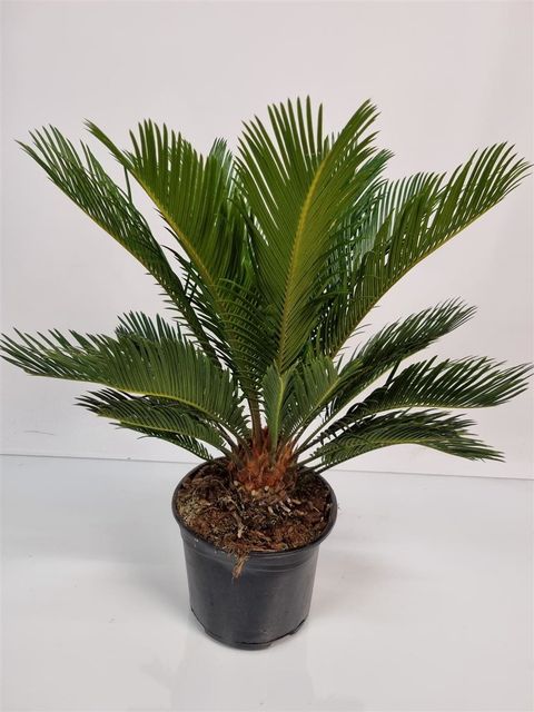 Cycas revoluta