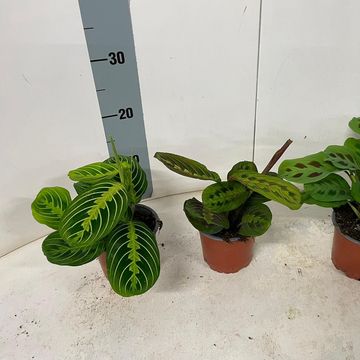 Maranta leuconeura MIX