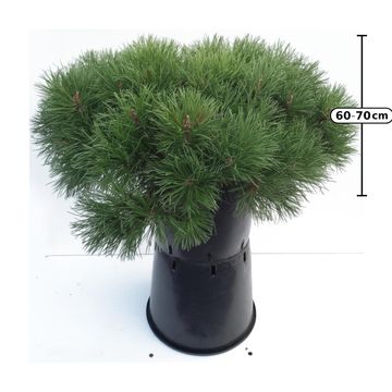Pinus mugo mugo