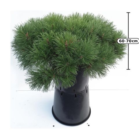 Pinus mugo mugo