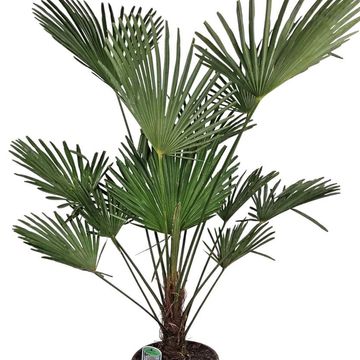 Trachycarpus wagnerianus