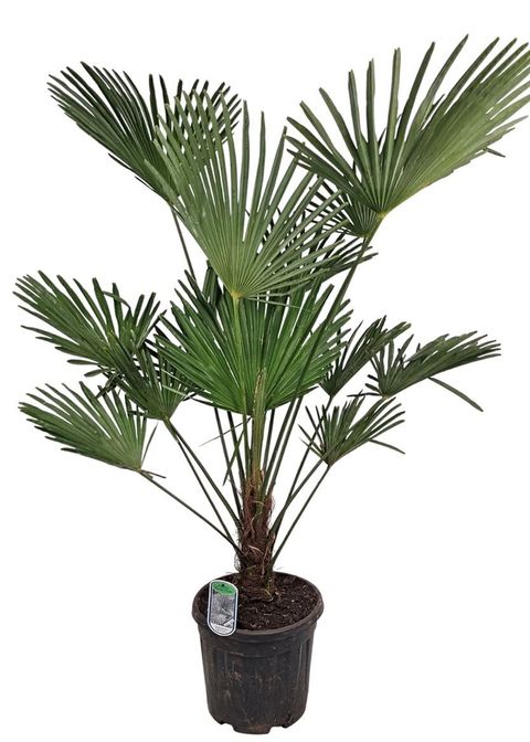 Trachycarpus wagnerianus