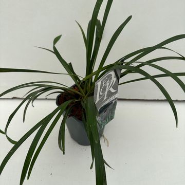 Liriope muscari 'Биг Блю'