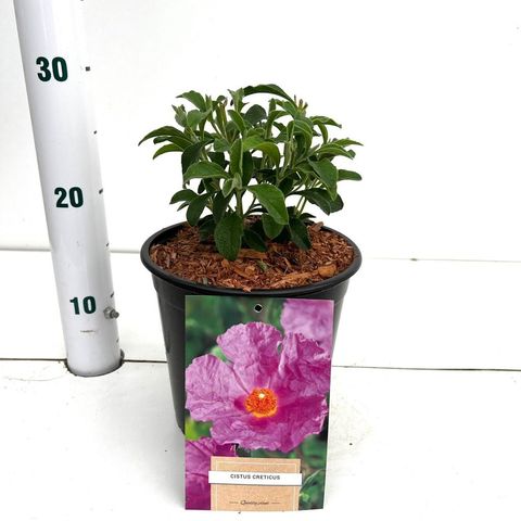 Cistus creticus