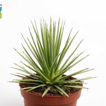 Agave stricta 'Nana'