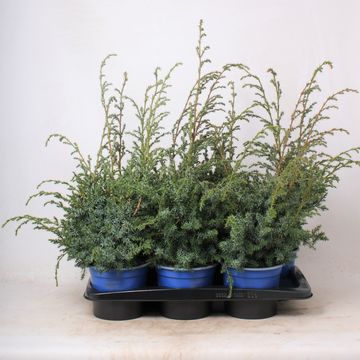 Juniperus chinensis 'Blue Alps'