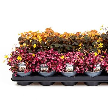Oxalis MIX