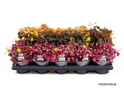 Oxalis MIX
