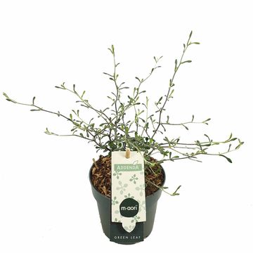 Corokia x virgata MAORI GREEN