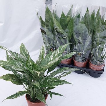 Spathiphyllum DIAMOND