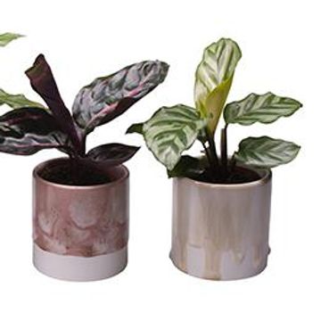 Calathea MIX