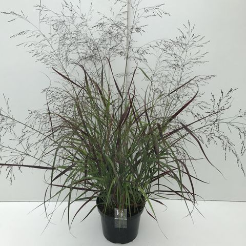 Panicum virgatum 'Squaw'