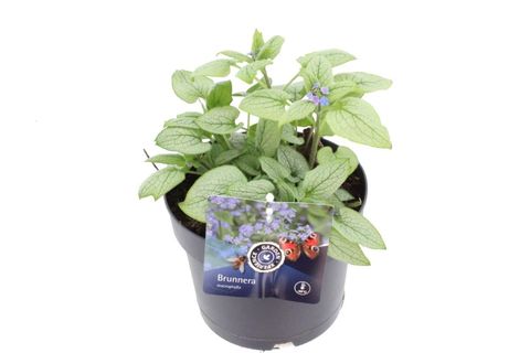 Brunnera macrophylla 'Alexandria'