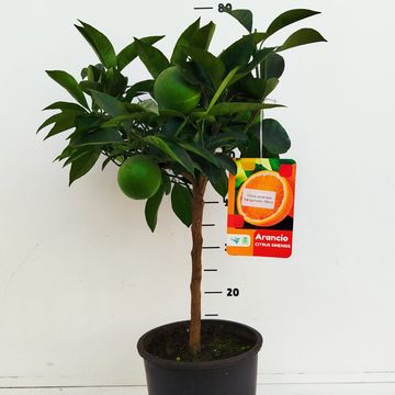 Citrus sinensis 'Arancio'