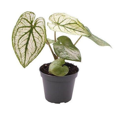 Caladium PLIAGE