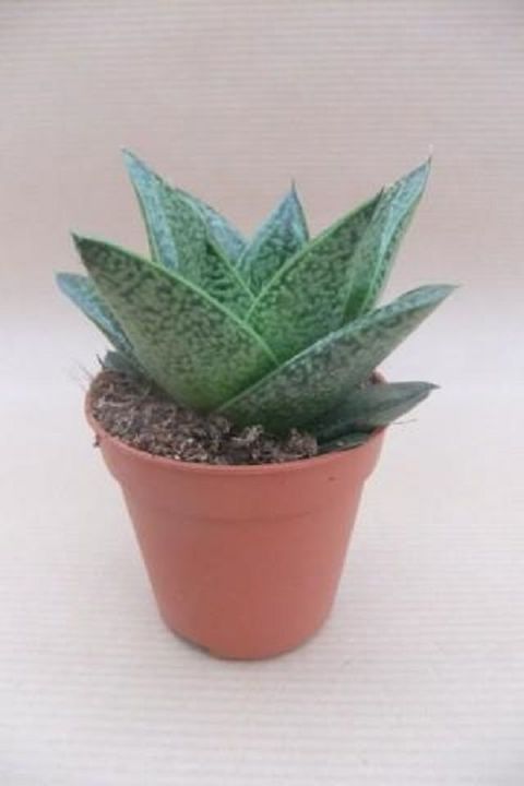 Gasteria 'D Due'