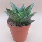 Gasteria 'D Due'