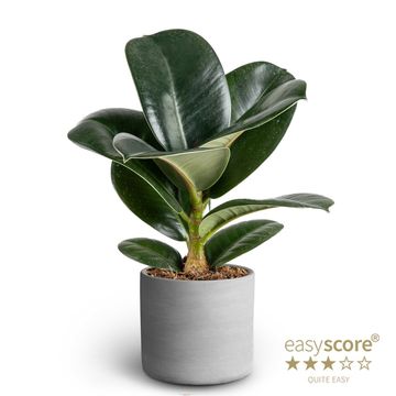 Ficus elastica